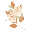 Fleurs dessinées