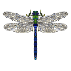 King dragonfly
