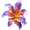 Motif floral abstrait Glowing Lily