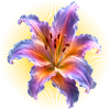 Glowing Lily Floral Art Motif