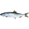 herring