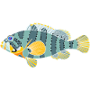 Blunthead rockfish