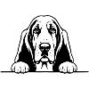 Basset Hound_Hund_mit_Pfotenschwarz_weiss