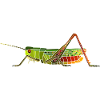 Heath grasshopper