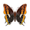 Strawberry tree butterfly