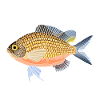 Monkfish