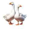 Oie