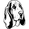 Basset Hound_Hund_schwarzweiss