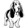 Basset Hound_Hund_stehend_schwarzweiss