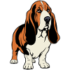 Basset Hound_Hund_stehend_farbig