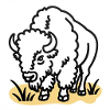 Bison auf gelbem Gras