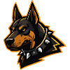 Doberman avec collier à pointes