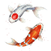 Tancho & Kohaku – Koi Glücksfische