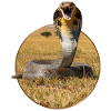T-shirt design "Cobra"