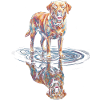 Labrador Retriever mit Wasserreflexion