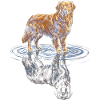 Golden Retriever Water Reflex