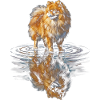 Pomeranian Water Reflection