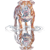 Bulldog Water Reflection