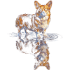 Wasserreflex Corgi 