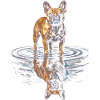 French Bulldog Water Reflection
