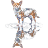 Chihuahua Water Reflection