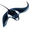 Rays Manta Rays