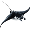 Rays Manta Rays