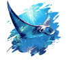 Rays Manta Rays