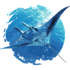 Rays Manta Rays
