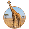T-Shirt Design "Giraffe"