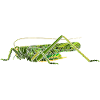 large green hay horse