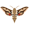 Bedstraw hawkmoth