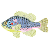 Sunfish