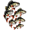 Perch School sur le noir