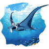 Rays Manta Rays