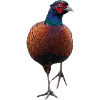 Pheasant with raised leg