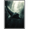 Rays Manta Rays