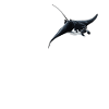 Rays Manta Rays