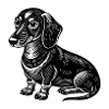 Dachshund sitting