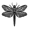 Libellule