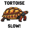 Carbonaria Tortoise Slow Reptile Turtle