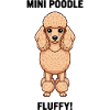 Dog Miniature Poodle Poodle Fluffy Canine