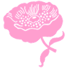 Pfingstrone L botanisch Pfingstrone L rosa
