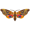 Evening peacock