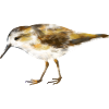 Little Sandpiper