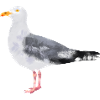 Herring Gull