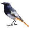 Hausrotschwanz