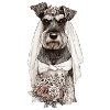 Schnauzer Bride with Flowers