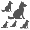 canine