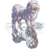 Maltese with water reflection